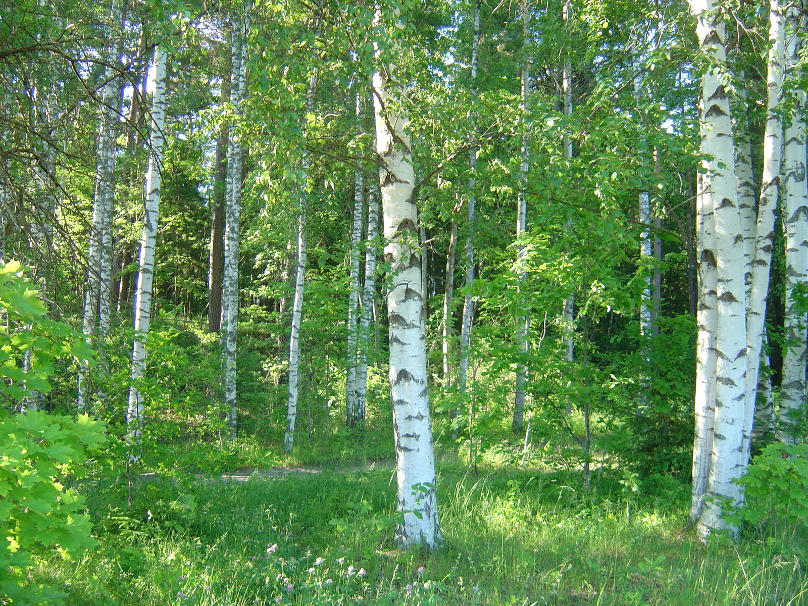 照片 瑞典(Sweden) 锡格蒂纳至乌普萨拉公路(Sigtuna to Uppsala road) 2005-06 5