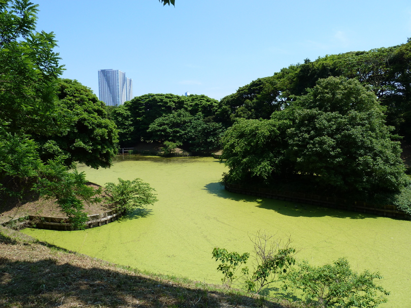 照片 日本(Japan) 东京(Tokyo) 滨离宫恩赐庭园(Hama rikyu Gardens) 2010-06 62