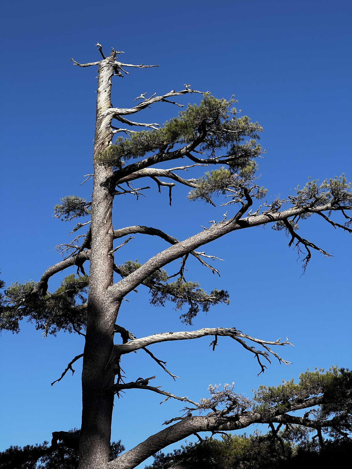 照片 法国(France) 科西嘉岛(Corsica) 钦托山(Monte Cinto) 2023-10 151