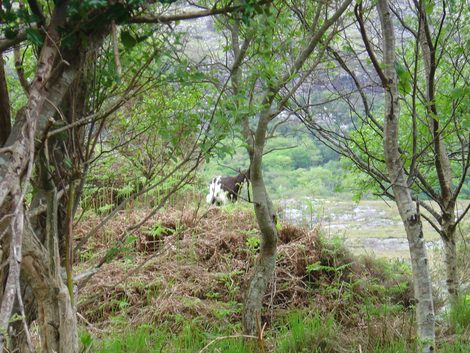 照片 爱尔兰(Ireland) 凯里郡(Kerry) 基拉尼国家公园(Killarney National Park) 2004-05 15