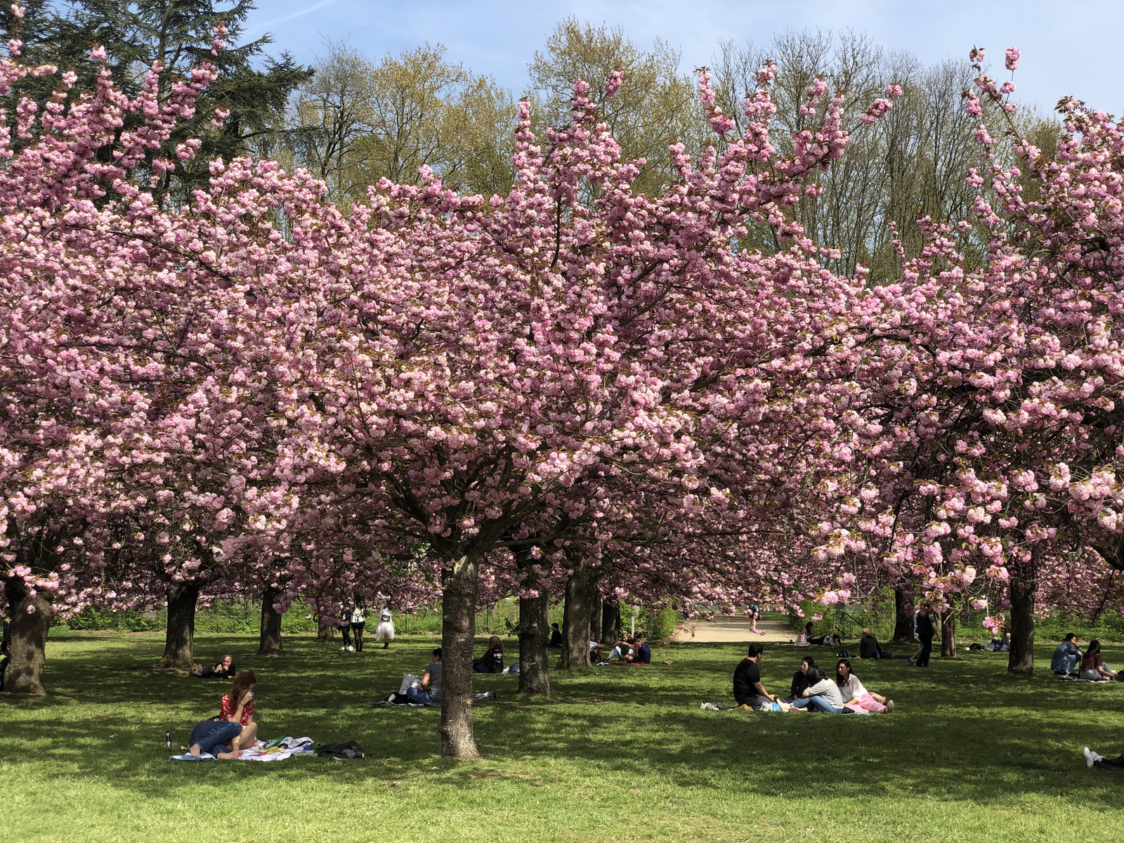 照片 法国(France) 索镇公园(Parc de Sceaux) 2019-04 64