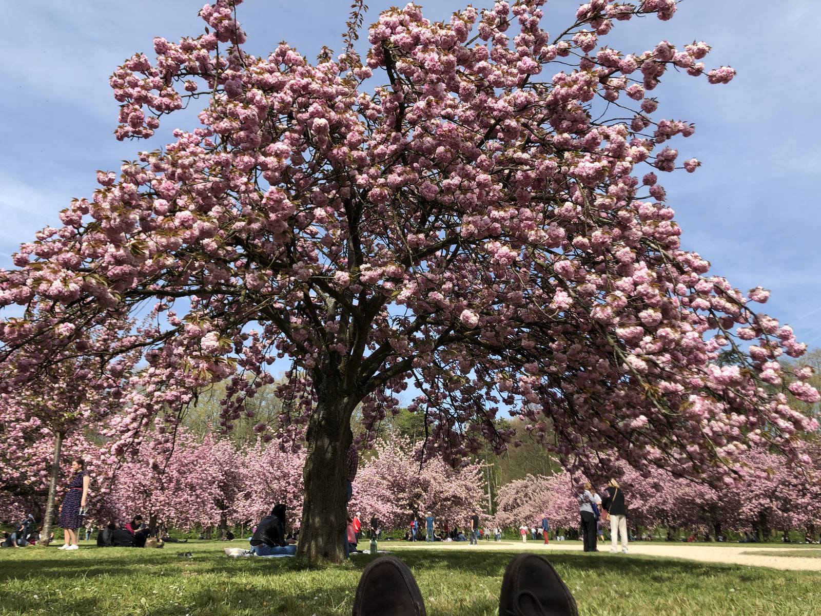 照片 法国(France) 索镇公园(Parc de Sceaux) 2019-04 87