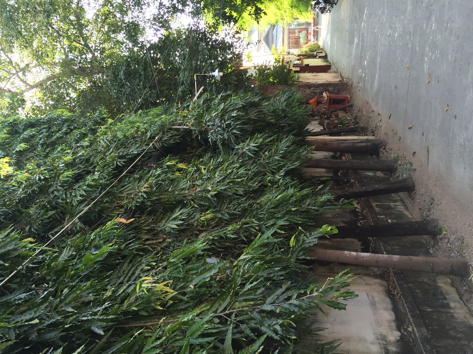 照片 泰国(Thailand) 清迈(Chiang Mai) 2014-12 29