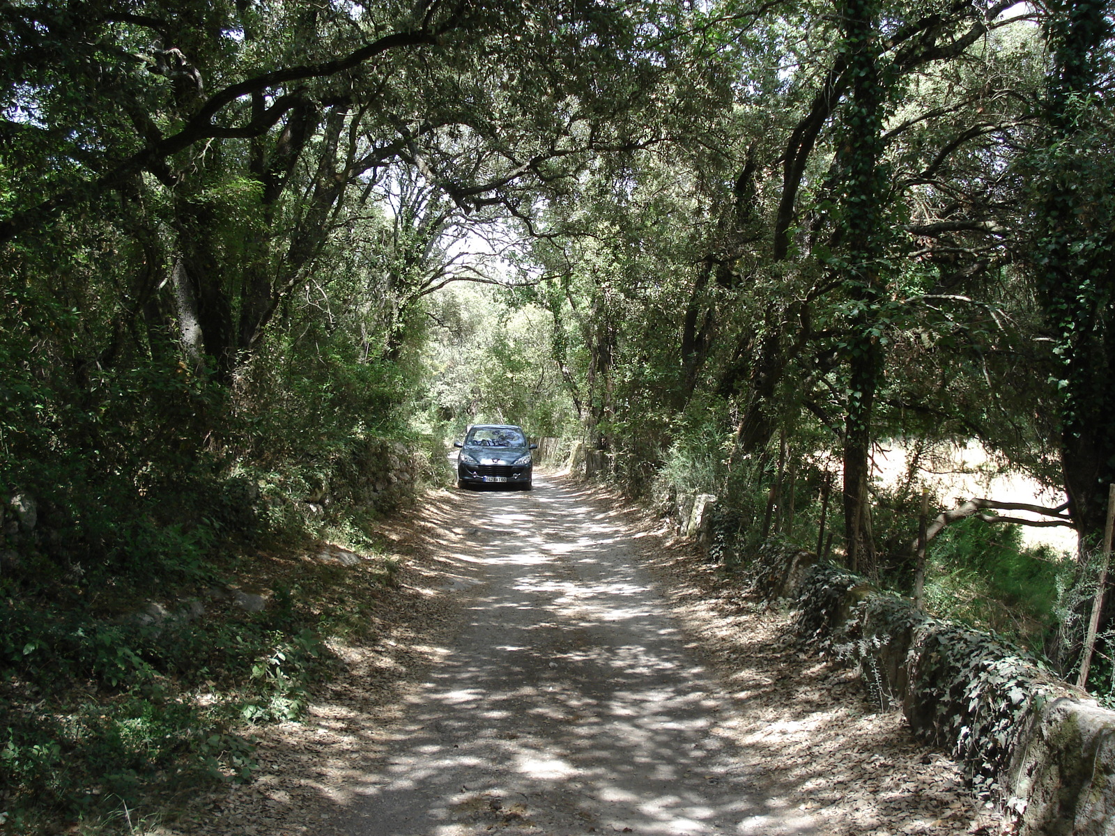 照片 法国(France) 索米耶尔(Sommieres) 2006-06 110