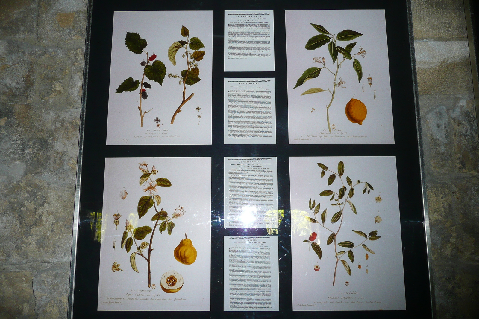 照片 法国(France) 塔拉斯孔(Tarascon) 塔拉斯孔城堡(Tarascon Castle) 2008-04 9