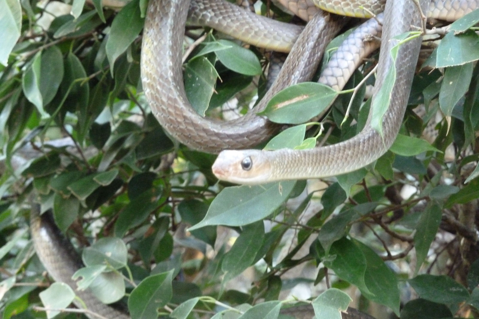 照片 泰国(Thailand) 清迈(Chiang Mai) 湄沙蛇园(Mae Sa Snake Farm) 2010-12 61
