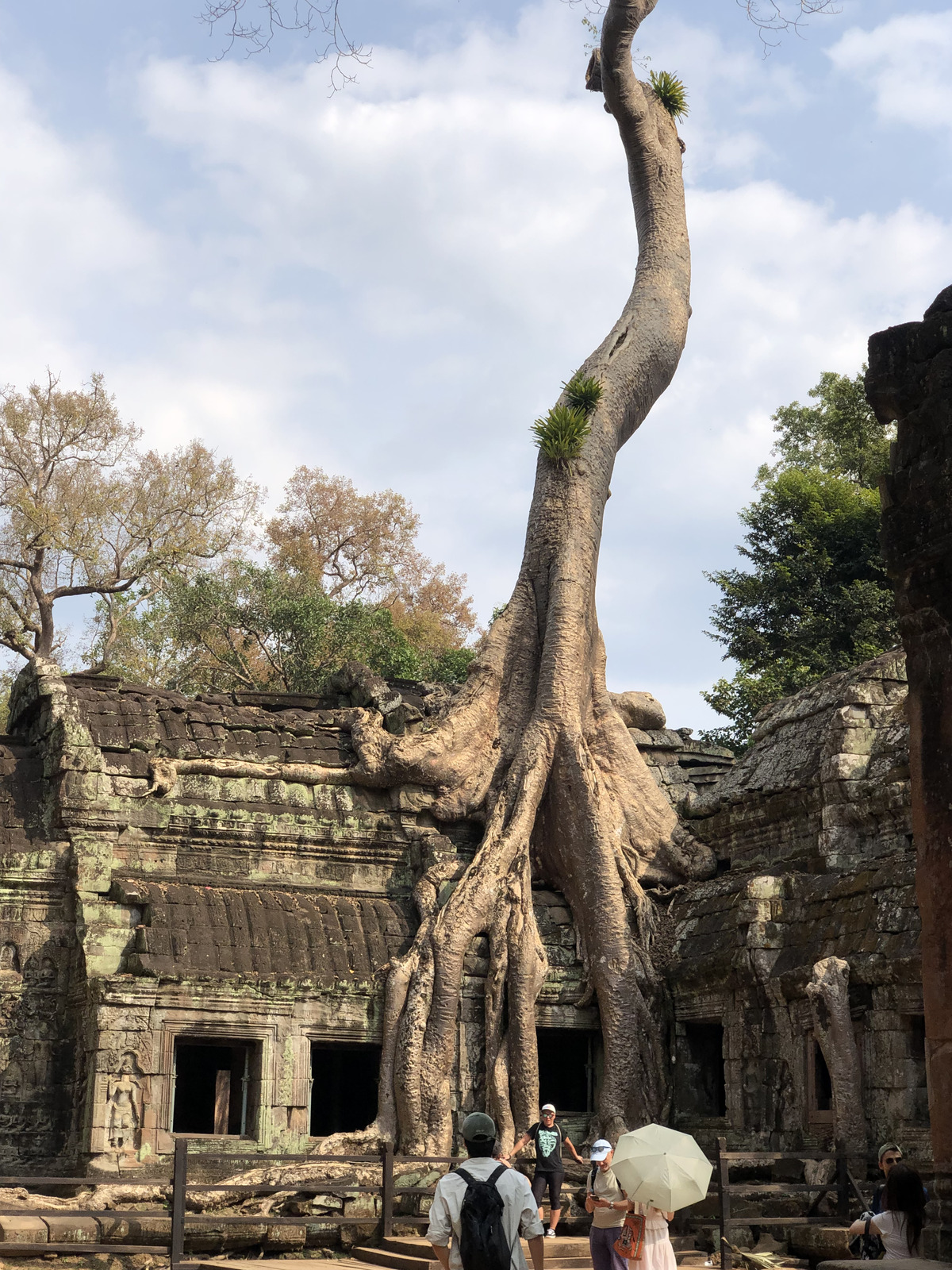 照片 柬埔寨(Cambodia) 暹粒(Siem Reap) 塔布茏寺(Ta Prohm) 2023-01 111