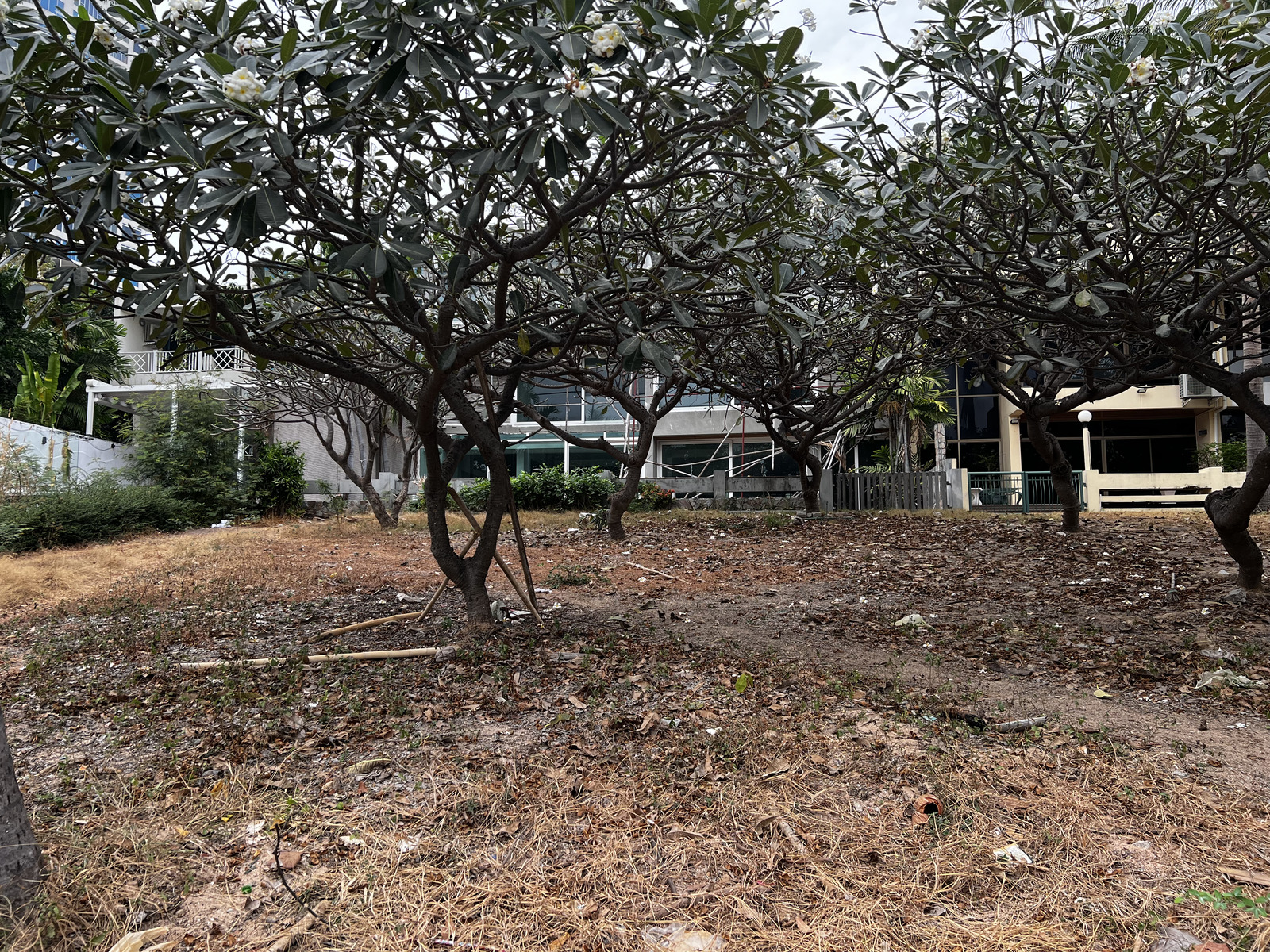 照片 泰国(Thailand) 芭提雅(Pattaya) 2023-01 84