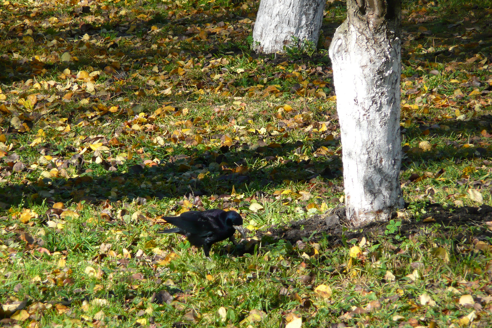 照片 乌克兰(Ukraine) 基辅(Kiev) 基辅洞窟修道院(Pechersk Lavra) 2007-11 75