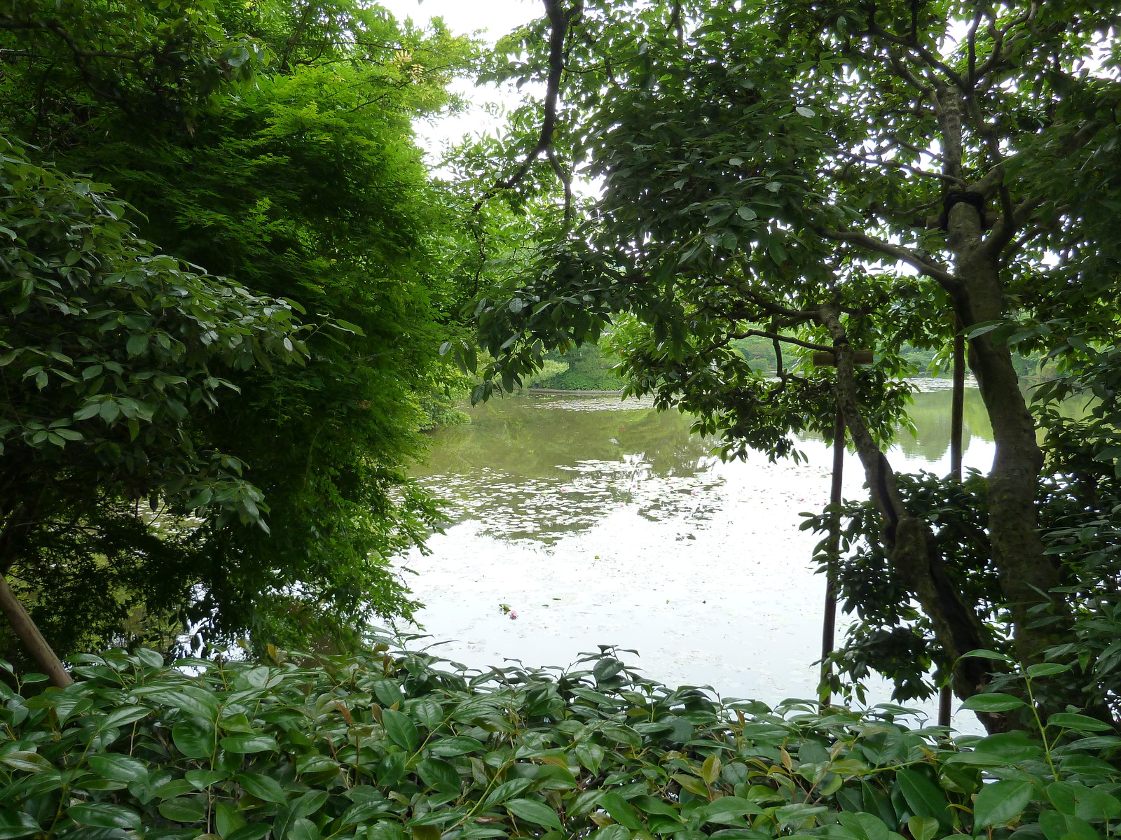 照片 日本(Japan) 京都(Kyoto) 龙安寺(Ryoanji Temple) 2010-06 27