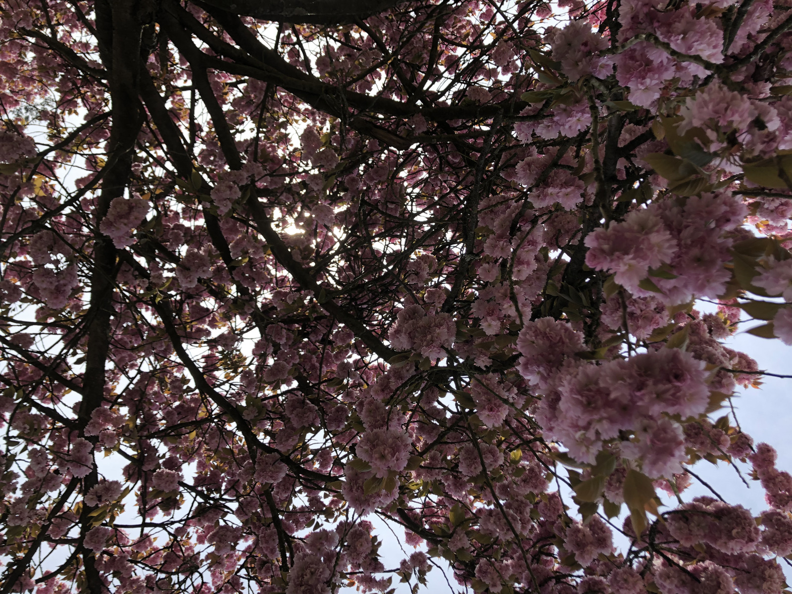 照片 法国(France) 索镇公园(Parc de Sceaux) 2019-04 21