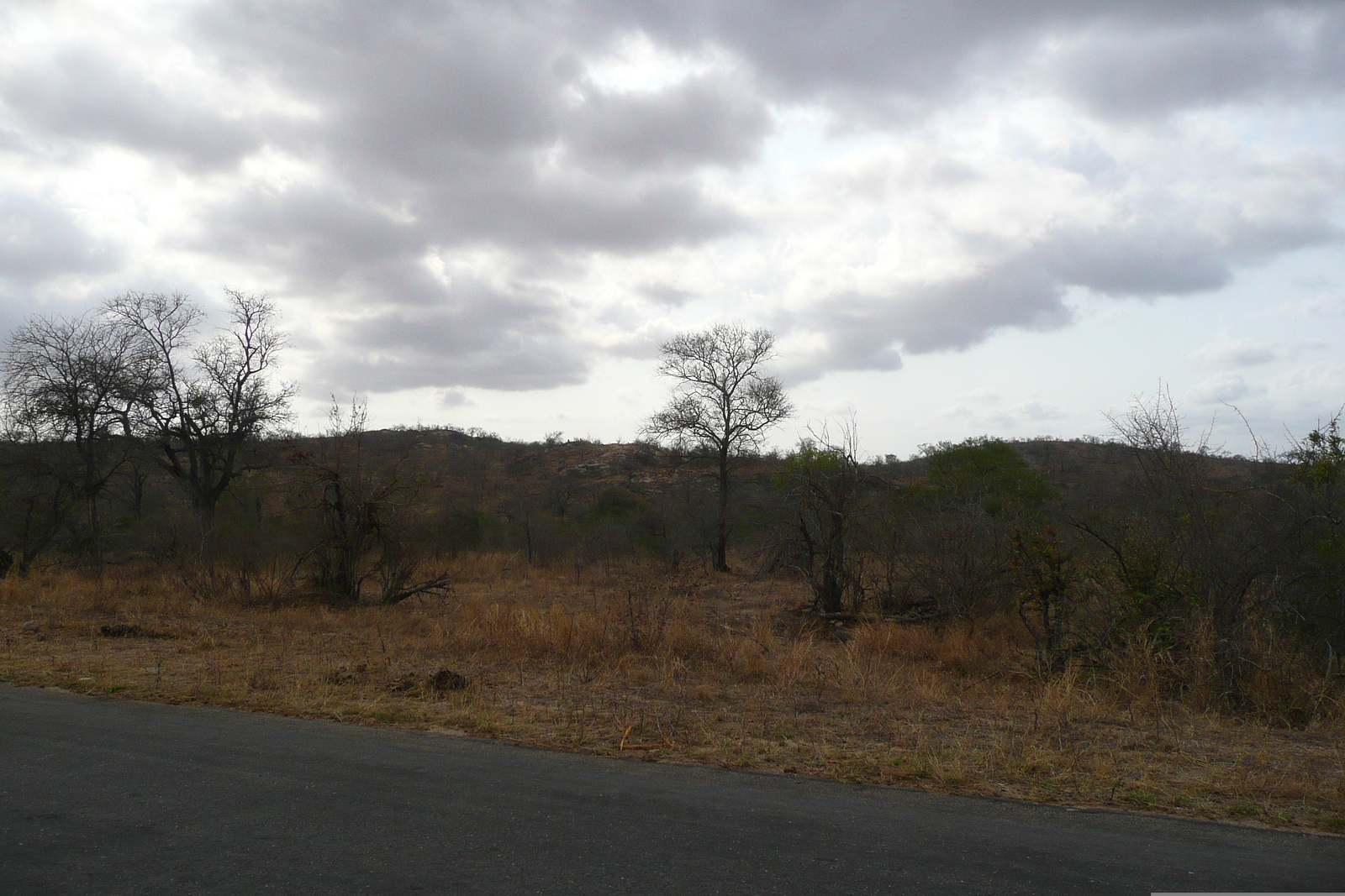 照片 南非(South Africa) 克鲁格国家公园(Kruger National Park) 2008-09 87