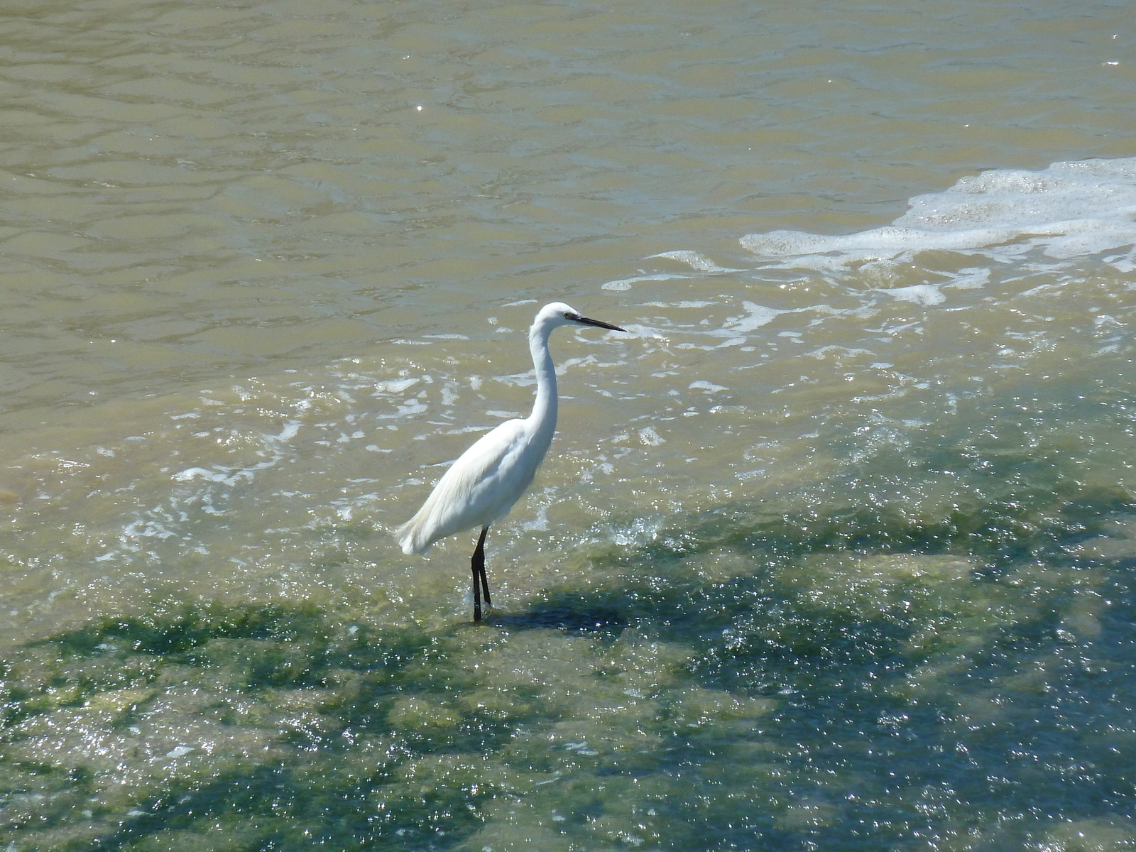 照片 法国(France) 努瓦尔穆捷(Noirmoutier) 2010-07 18
