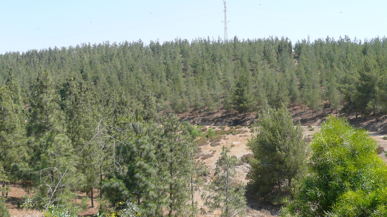 照片 以色列(Israel) 阿什凯隆至阿拉德公路(Ashkelon to Arad road) 2007-06 119