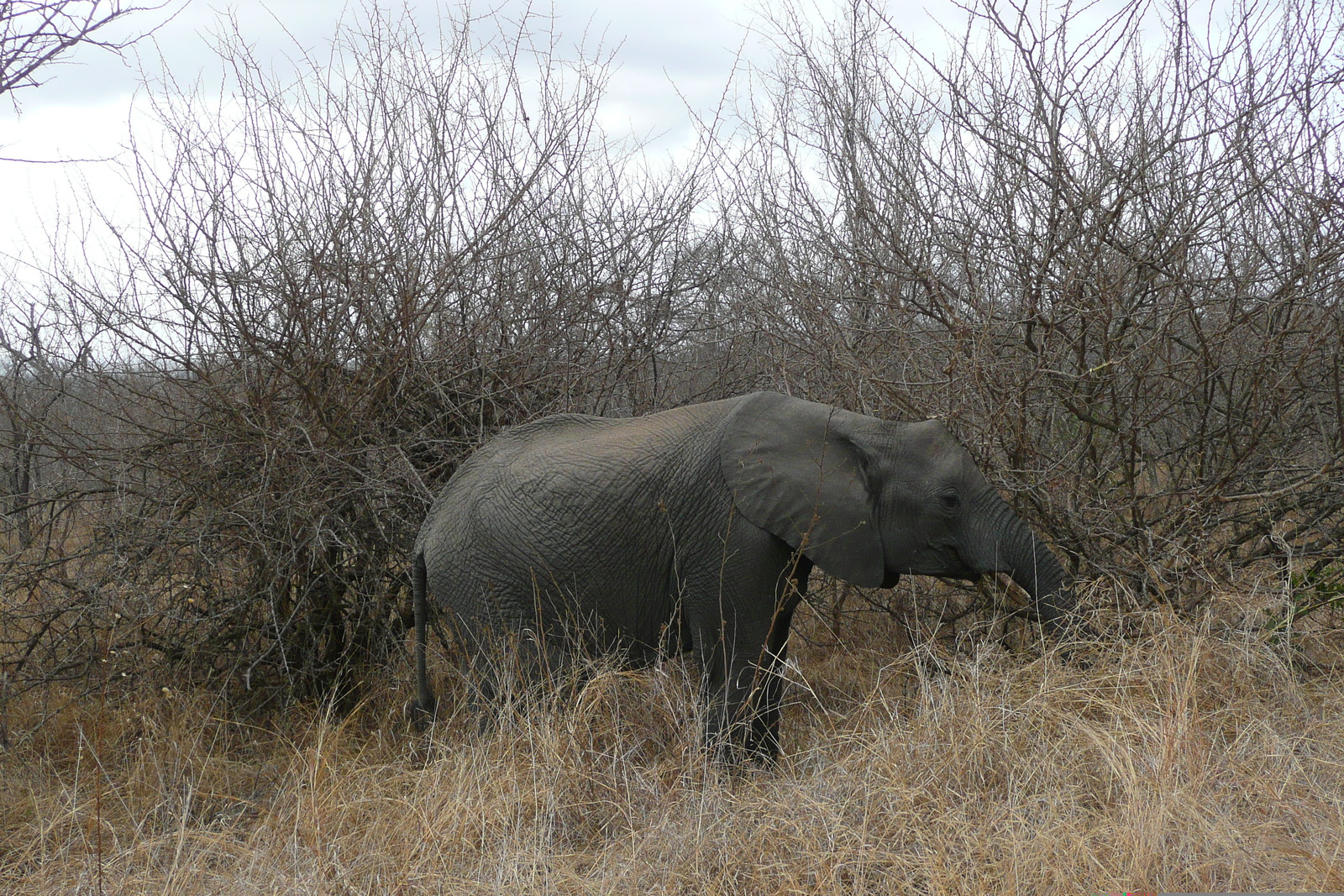 照片 南非(South Africa) 克鲁格国家公园(Kruger National Park) 2008-09 96