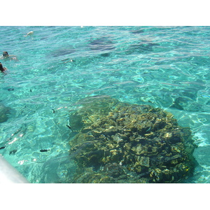 照片 波利尼西亚(Polynesia) 莫雷阿岛(Moorea) 2006-04 78