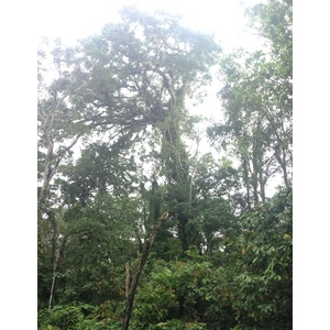 照片 哥斯达黎加(Costa Rica) 塔拉曼卡旧港(Puerto Viejo de Talamanca) 2015-03 86