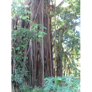 照片 新喀里多尼亚(New Caledonia) 卡纳拉至拉福阿公路(Canala to La Foa road) 2010-05 48