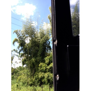 照片 哥斯达黎加(Costa Rica) 利蒙至锡基雷斯(Limon to Siquirres) 2015-03 25