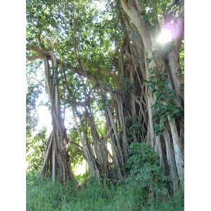 照片 新喀里多尼亚(New Caledonia) 卡纳拉至拉福阿公路(Canala to La Foa road) 2010-05 63