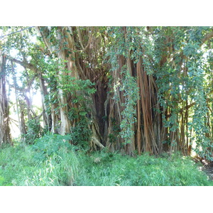 照片 新喀里多尼亚(New Caledonia) 卡纳拉至拉福阿公路(Canala to La Foa road) 2010-05 72