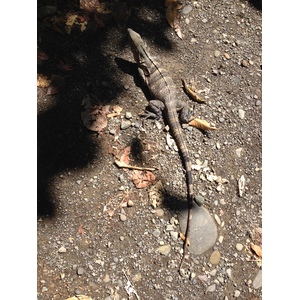 照片 哥斯达黎加(Costa Rica) 2015-03 37