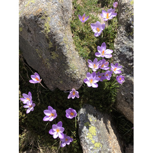 照片 法国(France) 科西嘉岛(Corsica) 梅洛湖和卡皮泰洛湖(Lac de Melo et Capitello) 2021-06 60