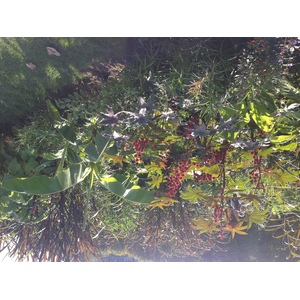 照片 法国(France) 巴黎(Paris) 巴黎植物园(Jardin des Plantes) 2014-09 2