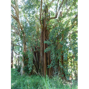照片 新喀里多尼亚(New Caledonia) 卡纳拉至拉福阿公路(Canala to La Foa road) 2010-05 49