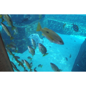 照片 阿联酋(United Arab Emirates) 迪拜(Dubai) 亚特兰蒂斯酒店(Atlantis Hotel) 2014-02 225