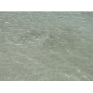 照片 新喀里多尼亚(New Caledonia) 利富岛(Lifou) 海龟湾(Baie des tortues) 2010-05 19