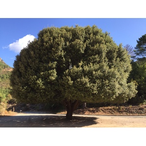 照片 法国(France) 科西嘉岛(Corsica) 昆扎(Quenza) 2017-09 7