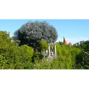 照片 法国(France) 巴黎迪士尼乐园(Disneyland Paris) 鲁滨逊树屋(La Cabane des Robinson) 2007-07 1