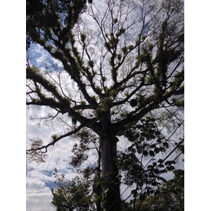 照片 哥斯达黎加(Costa Rica) 2015-03 87