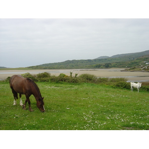 照片 爱尔兰(Ireland) 凯里郡(Kerry) 帕克纳西拉(Parknasilla) 2004-05 27