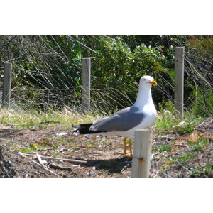 照片 法国(France) 波克罗勒岛(Porquerolles Island) 库尔塔德海滩(Courtade beach) 2008-05 50