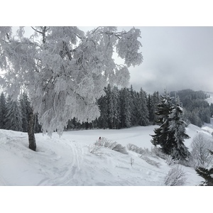 照片 法国(France) 梅杰夫(Megeve) 2016-02 69