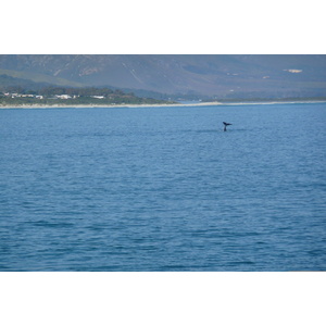 照片 南非(South Africa) 赫曼努斯(Harmanus) 2008-09 112