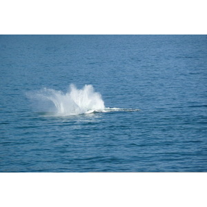 照片 南非(South Africa) 赫曼努斯(Harmanus) 2008-09 104