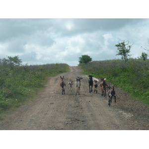 照片 斐济(Fiji) 楠迪至纳塔多拉公路(Nadi to Natadola road) 2010-05 23