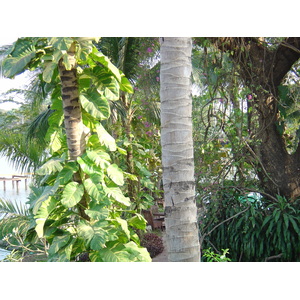 照片 缅甸(Myanmar) 仰光(Yangon) 甘达基宫殿酒店(Kandawgyi Palace Hotel) 2005-01 5