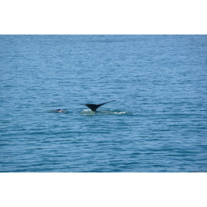 照片 南非(South Africa) 赫曼努斯(Harmanus) 2008-09 88