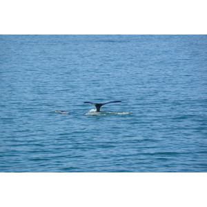 照片 南非(South Africa) 赫曼努斯(Harmanus) 2008-09 193