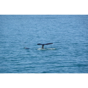 照片 南非(South Africa) 赫曼努斯(Harmanus) 2008-09 180