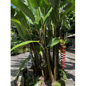 照片 新加坡(Singapore) 新加坡植物园(Singapore Botanic Gardens) 2023-01 40