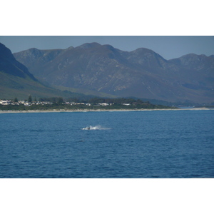 照片 南非(South Africa) 赫曼努斯(Harmanus) 2008-09 157