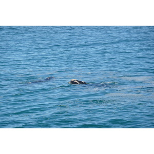 照片 南非(South Africa) 赫曼努斯(Harmanus) 2008-09 73