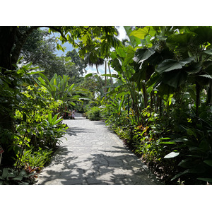 照片 新加坡(Singapore) 新加坡植物园(Singapore Botanic Gardens) 2023-01 81
