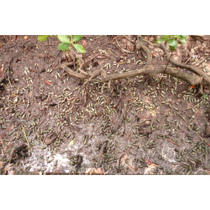 照片 塞舌尔(Seychelles) 居里厄斯岛(Curieuse) 2011-10 32