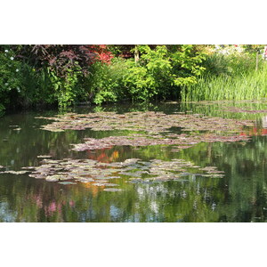 照片 法国(France) 吉维尼(Giverny) 2013-06 120